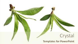  Presentation with cherry - Cool new theme with fresh-cherry-leaf-isolated backdrop and a soft green colored foreground