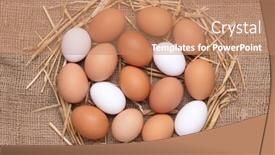  Presentation with chicken - PPT theme featuring fresh-chicken-brown-and-white background and a coral colored foreground