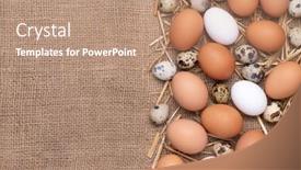  Presentation with quail - Slide deck enhanced with fresh-chicken-brown-and-white background and a coral colored foreground