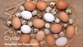  Presentation with chicken - Beautiful slide deck featuring fresh-chicken-brown-and-white backdrop and a coral colored foreground