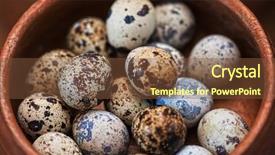  Presentation with quail - Beautiful presentation featuring fresh chicken eggs and quail backdrop and a tawny brown colored foreground
