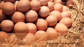  Presentation with straw - Presentation theme having fresh chicken eggs on straw background and a coral colored foreground