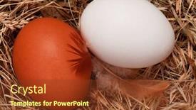  Presentation with chicken - Presentation theme consisting of fresh-chicken-eggs background and a tawny brown colored foreground