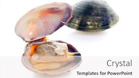  Presentation with clam - PPT theme having fresh clam background and a white colored foreground