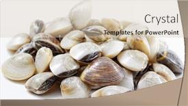  Presentation with clams - Beautiful presentation theme featuring fresh clams on white background backdrop and a soft green colored foreground