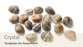  Presentation with clams - Colorful slides enhanced with fresh-closed-clams-isolated backdrop and a lemonade colored foreground