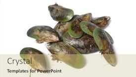  Presentation with pistachio texture nuts green fresh - PPT layouts enhanced with fresh closed green lipped mussels background and a yellow colored foreground