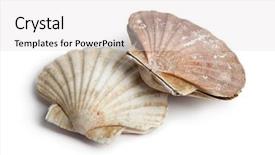  Presentation with closed - Beautiful slides featuring wide angle view of neglected vineyards with bunch of grapes backdrop and a violet colored foreground