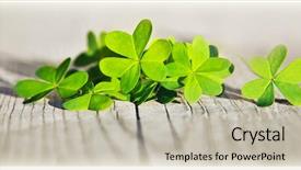  Presentation with tea leaves fresh green leaf - Beautiful slides featuring shamrock st patrick's day backdrop and a soft green colored foreground