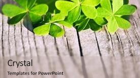  Presentation with clover - Amazing PPT layouts having shamrock st patrick's day backdrop and a light gray colored foreground