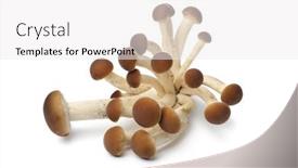  Presentation with mushrooms - Colorful PPT theme enhanced with fresh-cluster-of-pioppino-mushrooms backdrop and a white colored foreground