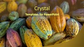  Presentation with cocoa pod - PPT theme having fresh-cocoa-pod-harvest background and a tawny brown colored foreground