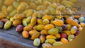  Presentation with cocoa pod - PPT theme consisting of fresh-cocoa-pod-harvest background and a gold colored foreground