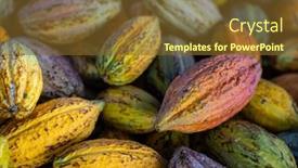  Presentation with cocoa pod - Slide deck having fresh-cocoa-pod-harvest background and a tawny brown colored foreground