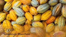 Presentation with cocoa pod - PPT layouts consisting of fresh-cocoa-pod-harvest background and a gold colored foreground