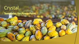  Presentation with cocoa pod - Theme with fresh-cocoa-pod-harvest background and a tawny brown colored foreground