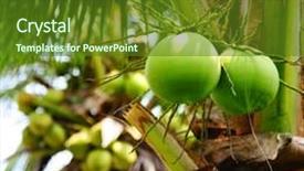  Presentation with palm trees on a - Presentation design having coconuts hanging of palm tree background and a tawny brown colored foreground