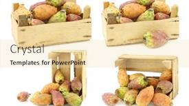  Presentation with cactus - Colorful PPT theme enhanced with fresh-colorful-cactus-fruit backdrop and a blonde colored foreground