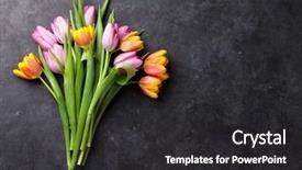  Presentation with dark space - Slide deck having fresh colorful tulip flowers background and a dark gray colored foreground