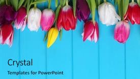  Presentation with jasmine spring flowers - Beautiful theme featuring fresh colorful tulips on blue backdrop and a  colored foreground