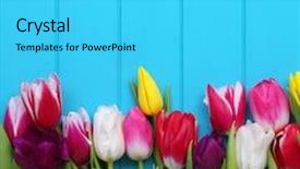  Presentation with blue floral - Audience pleasing presentation design consisting of fresh colorful tulips on blue backdrop and a  colored foreground