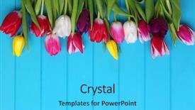  Presentation with jasmine spring flowers - Cool new slide set with fresh colorful tulips on blue backdrop and a  colored foreground