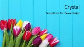  Presentation with spring - Presentation theme consisting of fresh colorful tulips on blue background and a  colored foreground