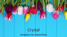  Presentation with spring flowers on textured - Amazing slide set having fresh colorful tulips on blue backdrop and a cyan colored foreground
