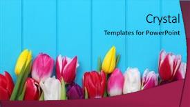  Presentation with spring - Slide set featuring fresh colorful tulips on blue background and a cyan colored foreground