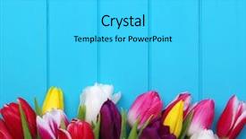  Presentation with spring - Cool new theme with fresh colorful tulips on blue backdrop and a cyan colored foreground