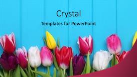  Presentation with spring - PPT theme consisting of fresh colorful tulips on blue background and a cyan colored foreground