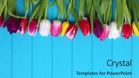 Presentation with flowers - Colorful presentation enhanced with fresh colorful tulips on blue backdrop and a cyan colored foreground