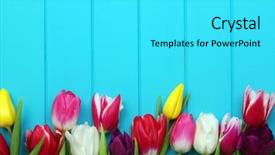  Presentation with spring - Audience pleasing slide set consisting of fresh colorful tulips on blue backdrop and a cyan colored foreground