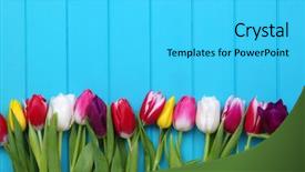  Presentation with spring - Amazing presentation design having fresh colorful tulips on blue backdrop and a cyan colored foreground