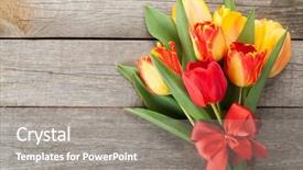  Presentation with tulips - Cool new theme with fresh colorful tulips with ribbon and bow over wooden background with copy space backdrop and a gray colored foreground