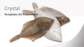  Presentation with fishes - Theme having fresh-common-dab-fishes-isolated background and a white colored foreground