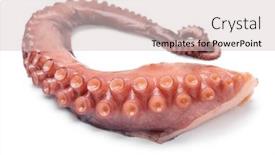  Presentation with octopus - Beautiful PPT theme featuring fresh-cooked-octopus-tentacle-close backdrop and a lemonade colored foreground