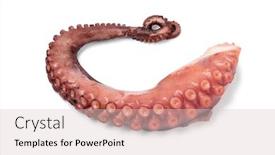  Presentation with octopus - Presentation design having fresh-cooked-octopus-tentacle-close background and a lemonade colored foreground