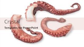  Presentation with octopus - Presentation consisting of fresh-cooked-octopus-tentacles-close background and a lemonade colored foreground