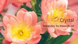  Presentation with peony - Theme consisting of fresh coral peony flowers close background and a coral colored foreground