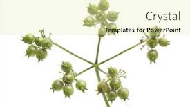  Presentation with seed - 