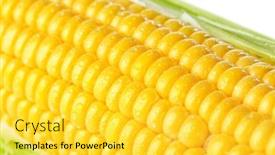  Presentation with corn cob - Slides with fresh corn cob close up view background and a yellow colored foreground