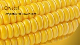  Presentation with corn cob - Colorful theme enhanced with fresh corn cob close up view backdrop and a yellow colored foreground