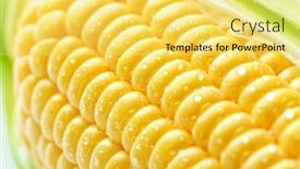  Presentation with corn cob - Colorful PPT theme enhanced with fresh corn cob close up view backdrop and a yellow colored foreground