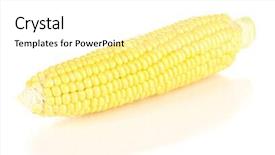  Presentation with corn cob - Theme enhanced with fresh corn cob isolated on white background and a white colored foreground