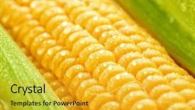  Presentation with corn cob - Colorful slides enhanced with fresh corn cob macro view backdrop and a gold colored foreground