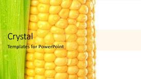  Presentation with corn cob - Colorful theme enhanced with fresh corn cob on white backdrop and a yellow colored foreground