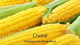  Presentation with corn cobs - PPT theme consisting of fresh corn cobs close up background and a  colored foreground