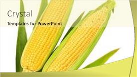  Presentation with corn cobs - PPT theme having fresh-corn-cobs-harvest-vegetables and a blonde colored foreground