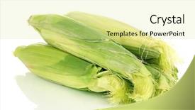  Presentation with corn cob - Amazing PPT theme having fresh corn cobs isolated backdrop and a blonde colored foreground